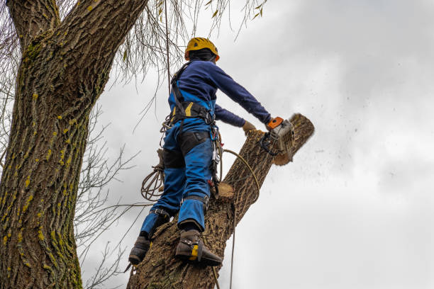 Leaf Removal in Mayville, NY